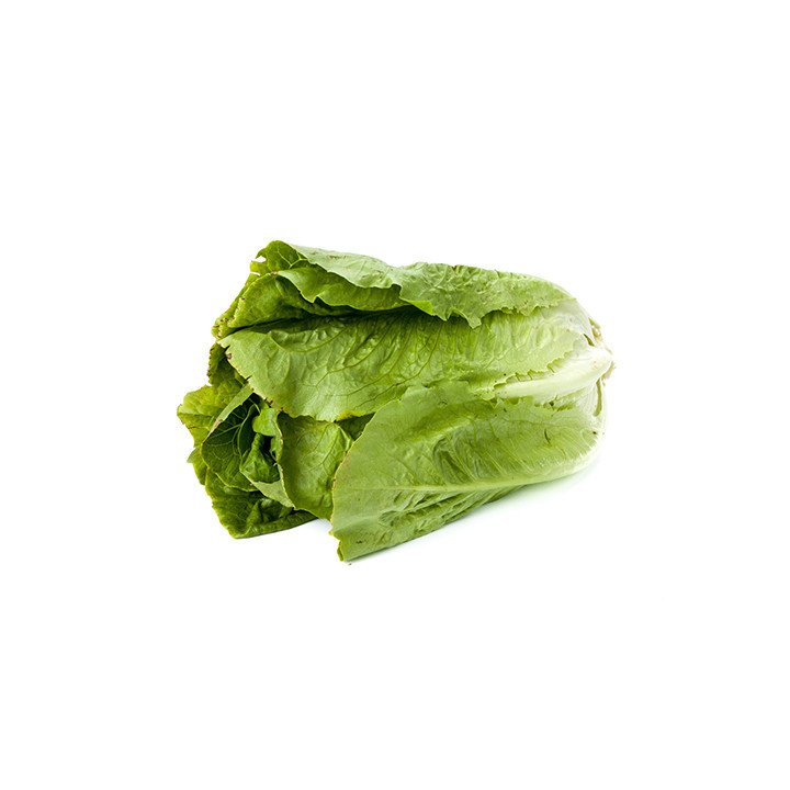 LECHUGA LARGA “TARRAGONA”