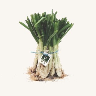 CALÇOT (MANOJO 25 UD.) “TARRAGONA”