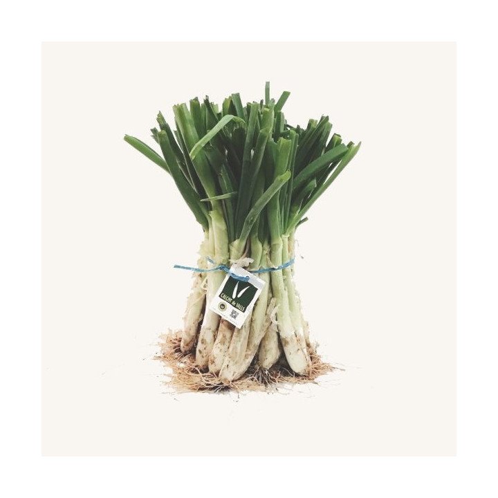 CALÇOT (MANOJO 25 UD.)