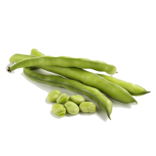 HABAS "CALDES DE MONTBUI"