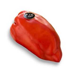 TOMATE "PEBROTER" “CAN PUXIC”