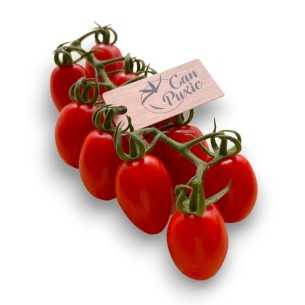 TOMATE CHERRY EXTRA “CAN PUXIC”