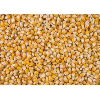 MAÍZ DE PALOMITAS