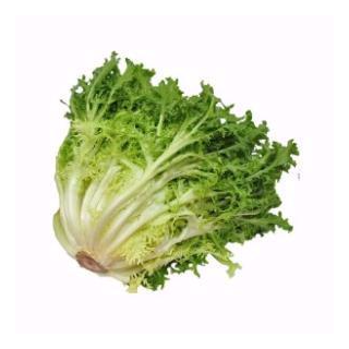 LECHUGA ESCAROLA "TARRAGONA"
