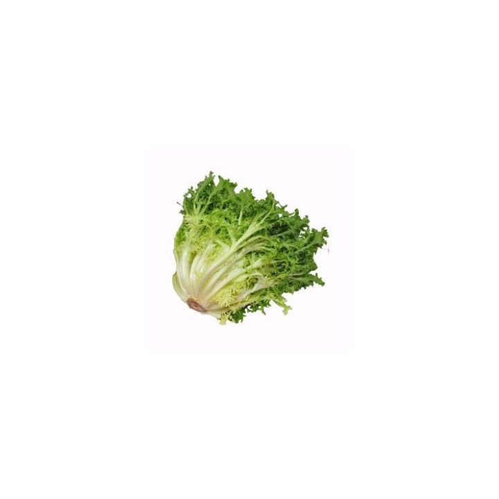 LECHUGA ESCAROLA "TARRAGONA"