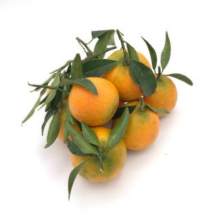 Mandarina clementina hoja "valencia"