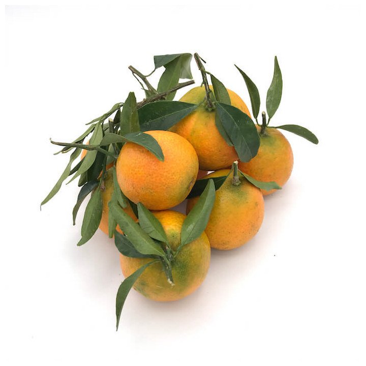 Mandarina clementina hoja "valencia"