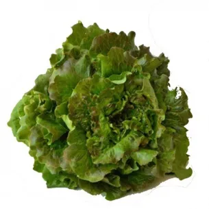 LECHUGA MARAVILLA “MANRESA”