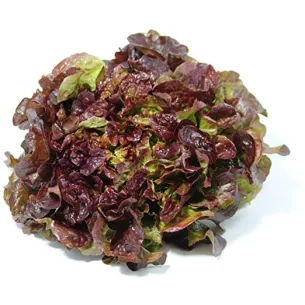 LECHUGA HOJA DE ROBLE “MARESME”