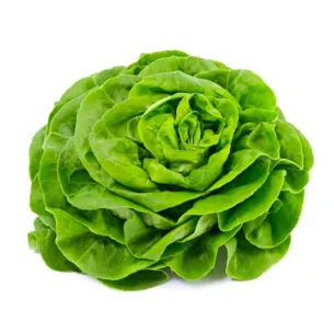 LECHUGA TROCADERO "MARESME"