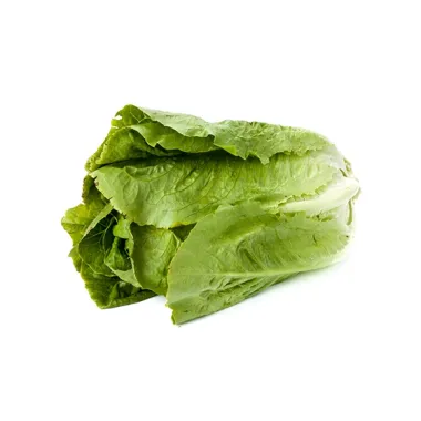 LECHUGA LARGA “TARRAGONA”