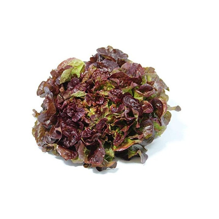 LECHUGA HOJA DE ROBLE “MARESME”